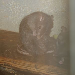 Black rat (Rattus rattus), 2006-07-08