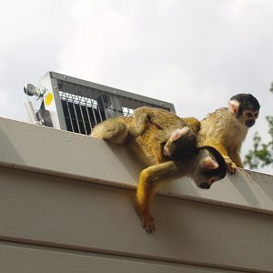 Bolivian squirrel monkeys (Saimiri boliviensis boliviensis), 2006-07-08