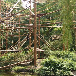 Colombian black spider monkey exhibit, 2006-07-08
