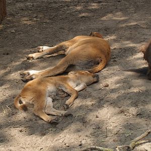 American wood bison (Bison bison athabascae) calves, 2006-07-08