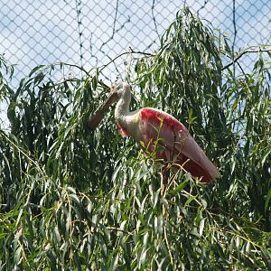 Roseate spoonbill (Platalea ajaja), 2006-07-08