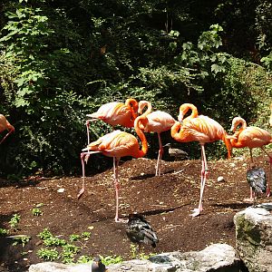 American flamingos (Phoenicopterus ruber), 2006-07-08