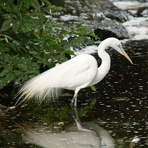 Great white egret (Ardea alba), 2006-07-08
