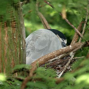 Honduras boat-billed heron (Cochlearius cochlearius ridgwayi), 2006-07-08