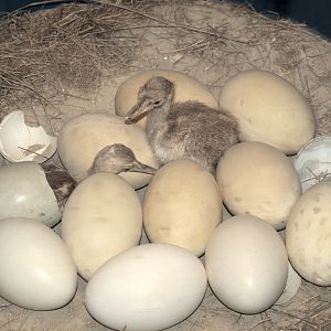 Rhea eggs and chicks specimens, 2006-07-08