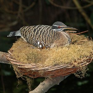 Sunbittern on nest (Eurypyga helias), 2006-07-08