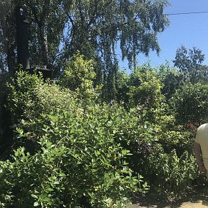 Birds of the world walkthrough aviary (4)