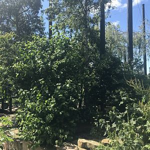 Birds of the world walkthrough aviary (6)