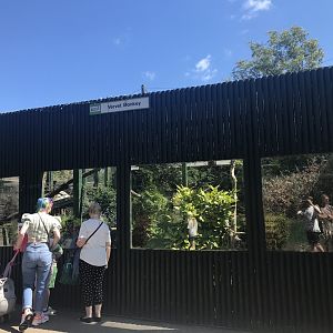 Vervet monkey enclosure