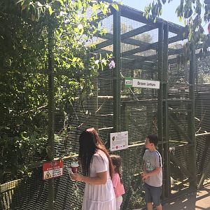 Brown lemur enclosure
