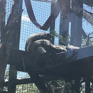 De brazza’s guneon