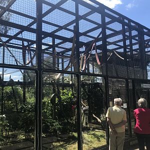 De brazza’s guneon enclosure