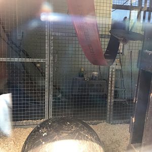 De brazza’s guneon indoors