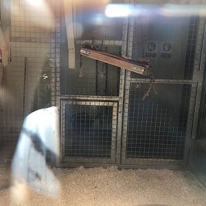 De brazza’s guneon indoors (2)