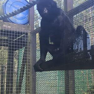 Black spider monkey