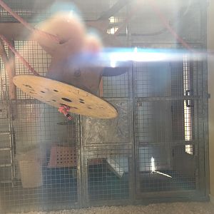 Lar gibbon indoors (2)