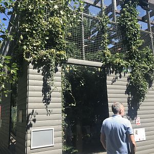 Lar gibbon enclosure