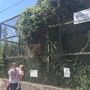 Goeldi & cotton topped tamarin enclosures