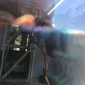 Common marmoset indoors