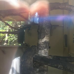 Vervet monkey indoors