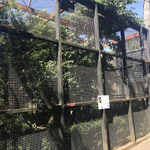 Spectacled owl aviary