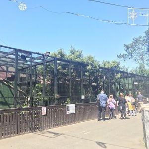 Northern lynx enclosure