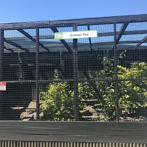 Corsac fox enclosure (2)