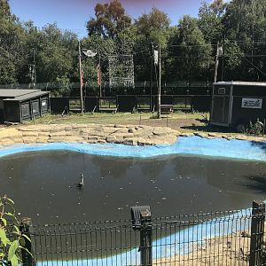 Brazilian tapir pool