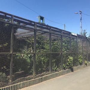 Ring tailed coati enclosure