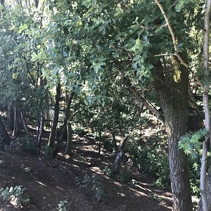 Reindeer enclosure (2)