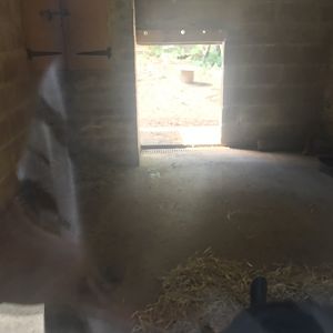 Brazilian tapir indoors