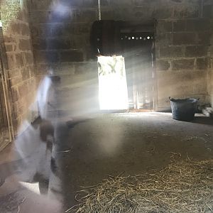Brazilian tapir indoors (2)