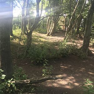 Capybara & emu enclosure