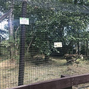 Arctic wolf enclosure (3)