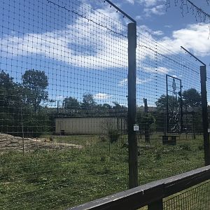 African lion enclosure