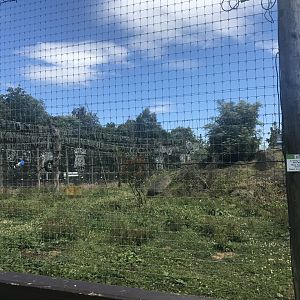 African lion enclosure (2)