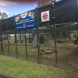 European brown bear holding area