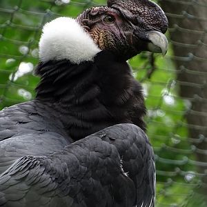 Andean condor (Vultur gryphus) (07/22)