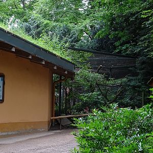 Enclosure for king vultures (07/22)