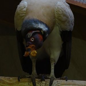 King vulture (Sarcoramphus papa) (07/22)