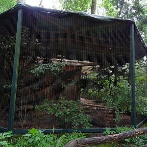Aviary for Eurasian jay and Temmincks tragopan (07/22)