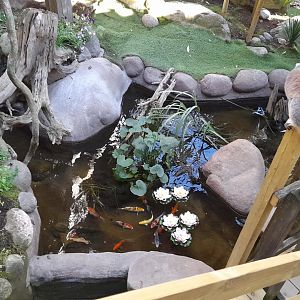 Koi and goldfish pond in ring-tailed lemur walk-through