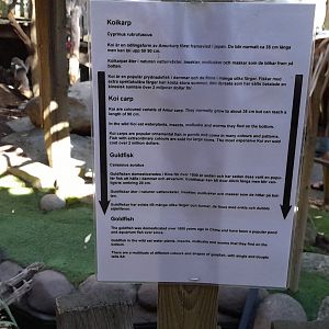 Koi and goldfish information sign in ring-tailed lemur walk-through