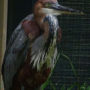 Goliath heron (Ardea goliath) (07/22)