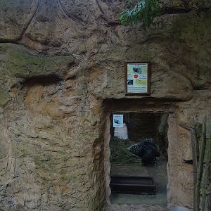 Enclosure for Indian crested porcupines (07/22)