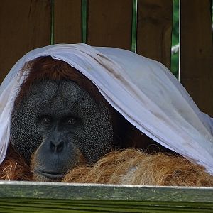Sumatran orangutan (Pongo abelii) (07/22)