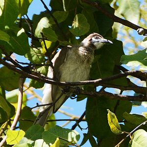Little friarbird