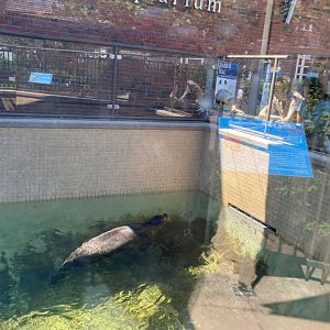 Bubba the Harbor Seal