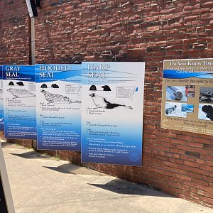 New England Seals Signage