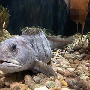 Wolffish